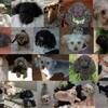 dhughesnc3